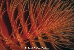 Spiral of Life. The fan of the Red fan-worm demonstrated ... by Peet J Van Eeden 
